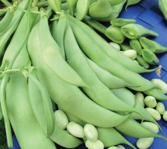 Bean varieties: varieties, taste, distinctive features