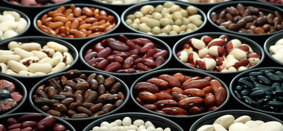 Bean varieties: varieties, taste, distinctive features