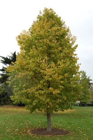 Bear nut (Tree hazel)