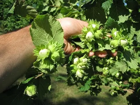 Bear nut (Tree hazel)