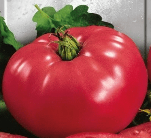 Bear paw tomato: reviews, photos, yield