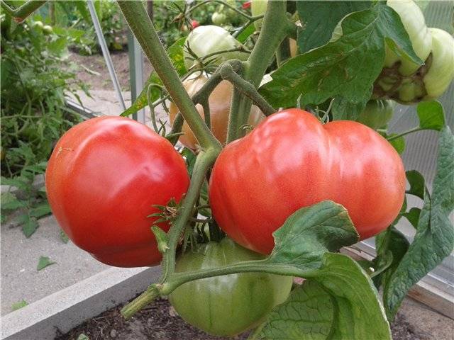 Bear paw tomato: reviews, photos, yield