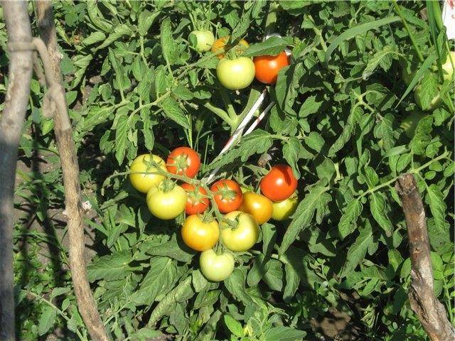 Bear paw tomato: reviews, photos, yield