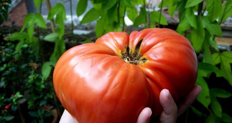 Bear paw tomato: reviews, photos, yield