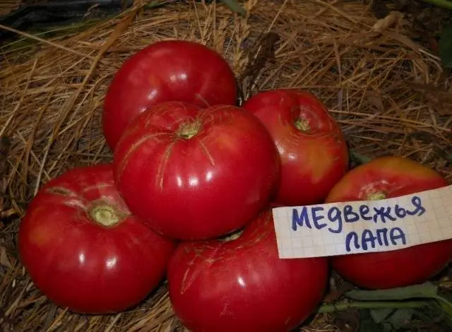 Bear paw tomato: reviews, photos, yield