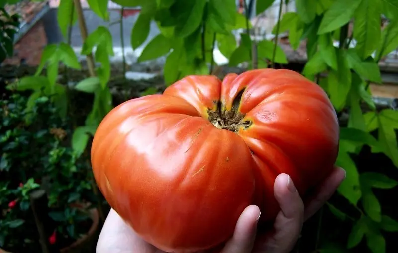 Bear paw tomato: reviews, photos, yield