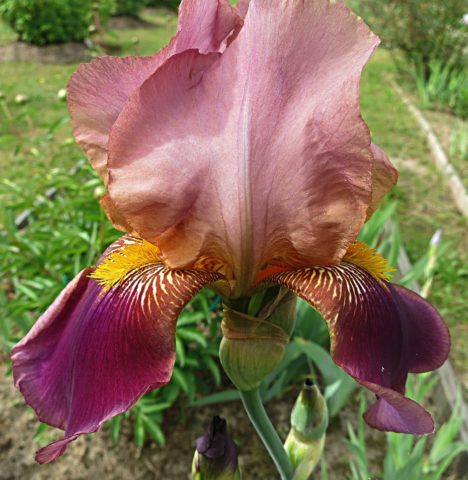 Bearded iris: varieties with photos and names, planting and care