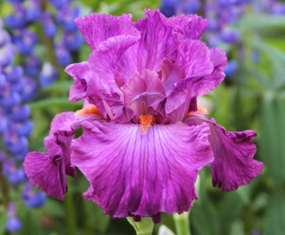 Bearded iris: varieties with photos and names, planting and care