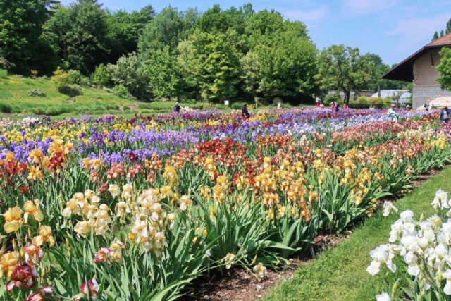 Bearded iris: varieties with photos and names, planting and care