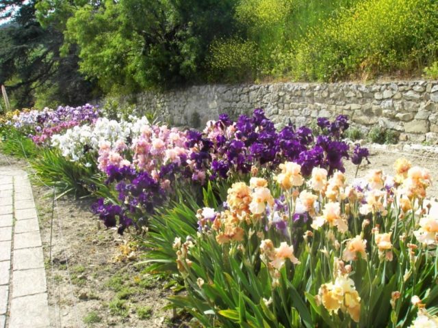 Bearded iris: varieties with photos and names, planting and care