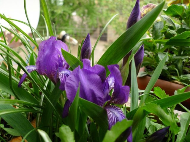 Bearded iris: varieties with photos and names, planting and care