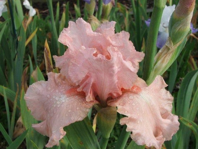 Bearded iris: varieties with photos and names, planting and care