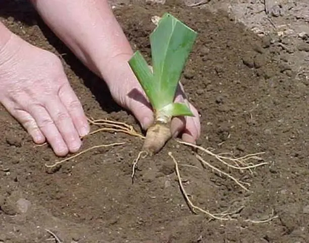 Bearded iris: varieties with photos and names, planting and care