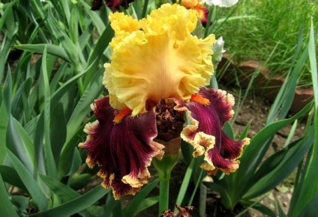 Bearded iris: varieties with photos and names, planting and care