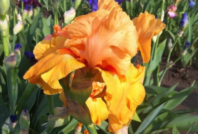 Bearded iris: varieties with photos and names, planting and care