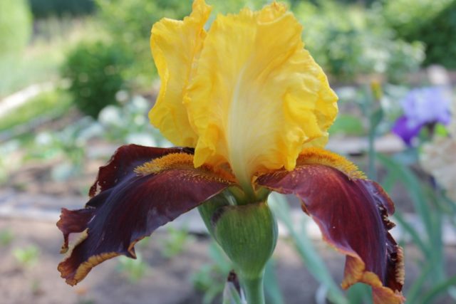 Bearded iris: varieties with photos and names, planting and care