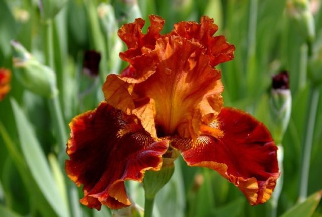 Bearded iris: varieties with photos and names, planting and care