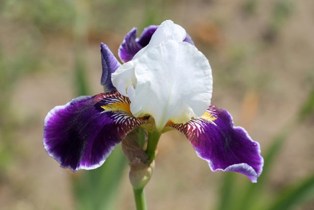 Bearded iris: varieties with photos and names, planting and care