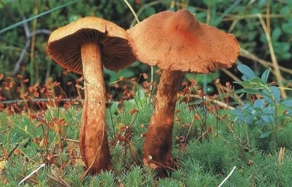 Beautiful cobweb (Cortinarius rubellus) photo and description