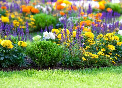 Beautiful perennials that bloom all summer