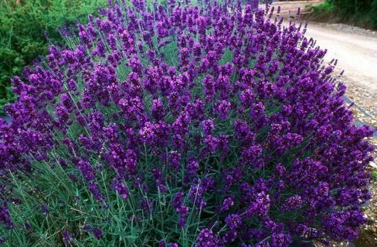 Beautiful perennials that bloom all summer