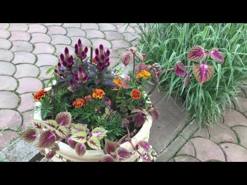 Beautiful perennials that bloom all summer