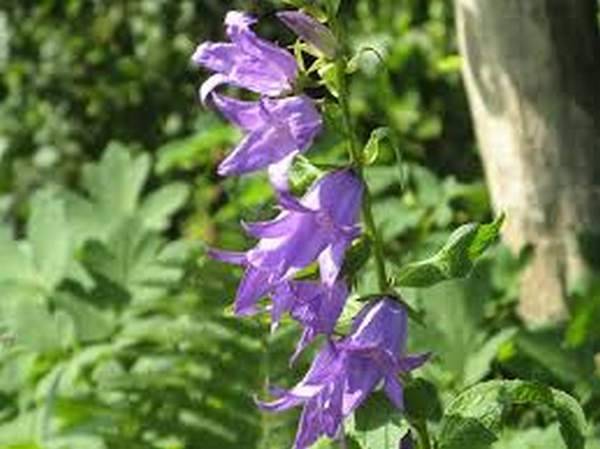 Beautiful perennials that bloom all summer