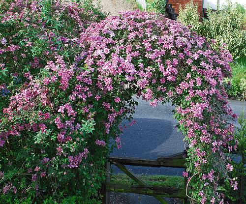 Beautiful perennials that bloom all summer