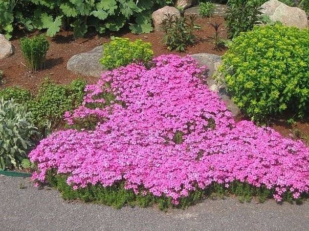 Beautiful perennials that bloom all summer