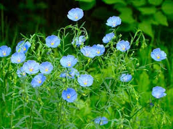 Beautiful perennials that bloom all summer