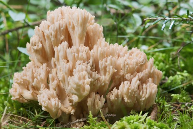 Beautiful ramaria mushroom: description, edibility, photo