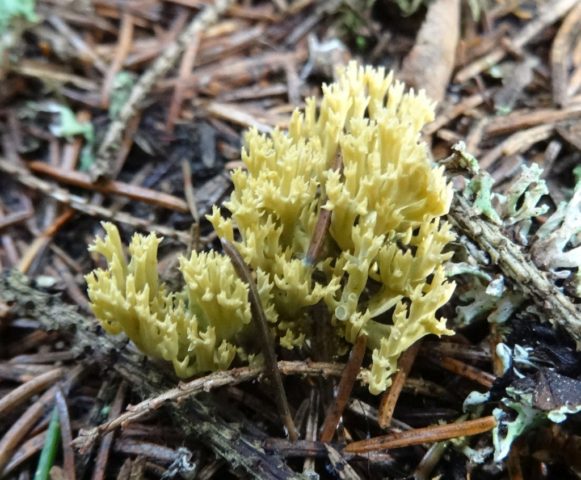 Beautiful ramaria mushroom: description, edibility, photo