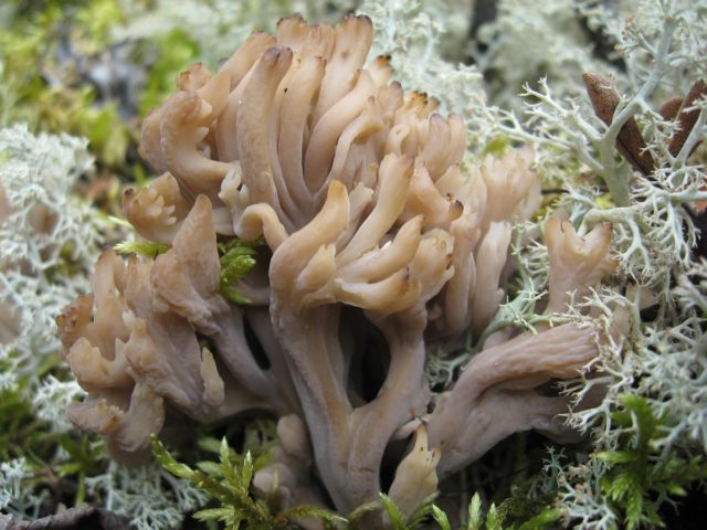 Beautiful ramaria mushroom: description, edibility, photo