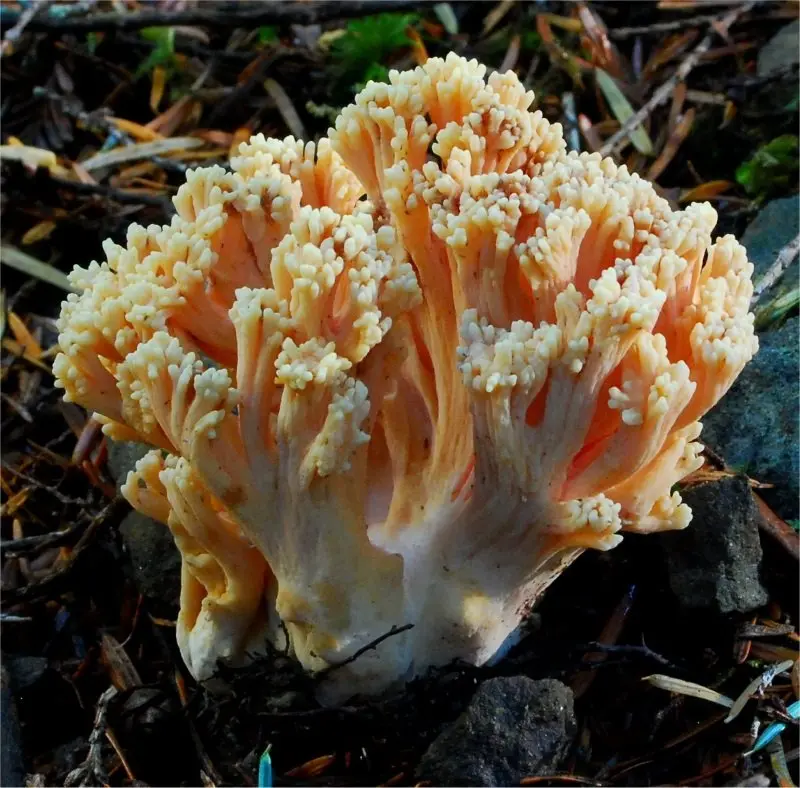 Beautiful Ramaria (Ramaria formosa) photo and description