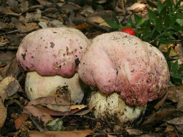 Beautifully colored boletus: description and photo