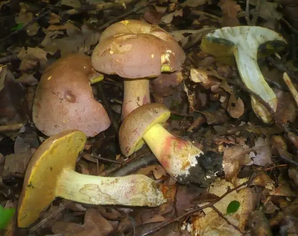 Beautifully colored boletus: description and photo