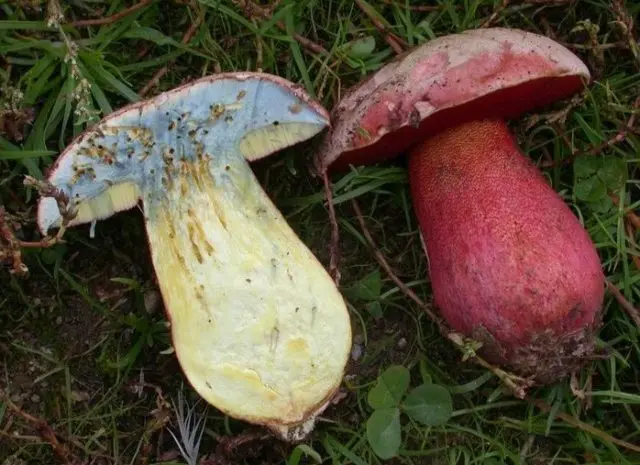 Beautifully colored boletus: description and photo