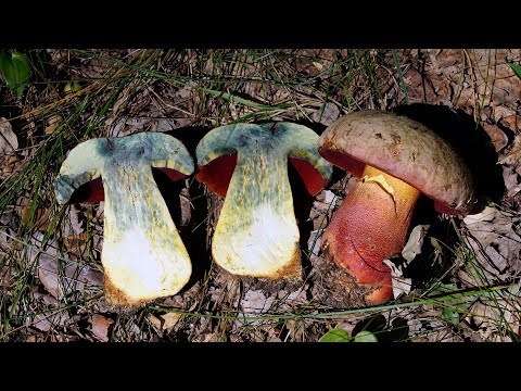 Beautifully colored boletus: description and photo