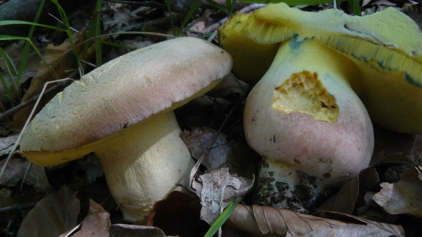 Beautifully colored boletus (Suillellus pulchrotinctus) photo and description