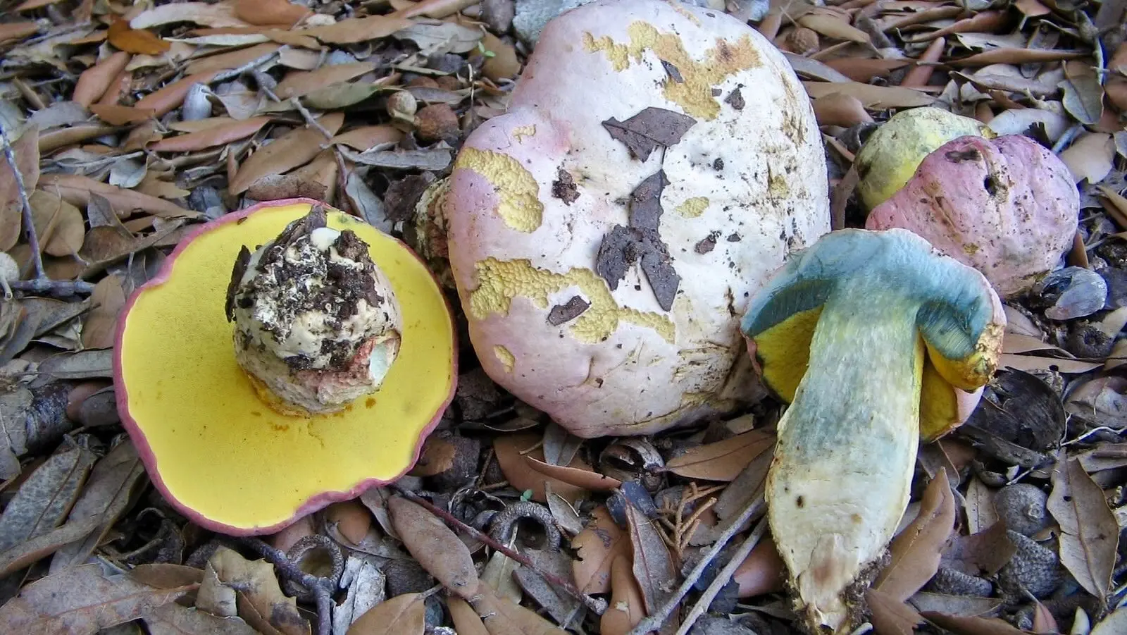 Beautifully colored boletus (Suillellus pulchrotinctus) photo and description