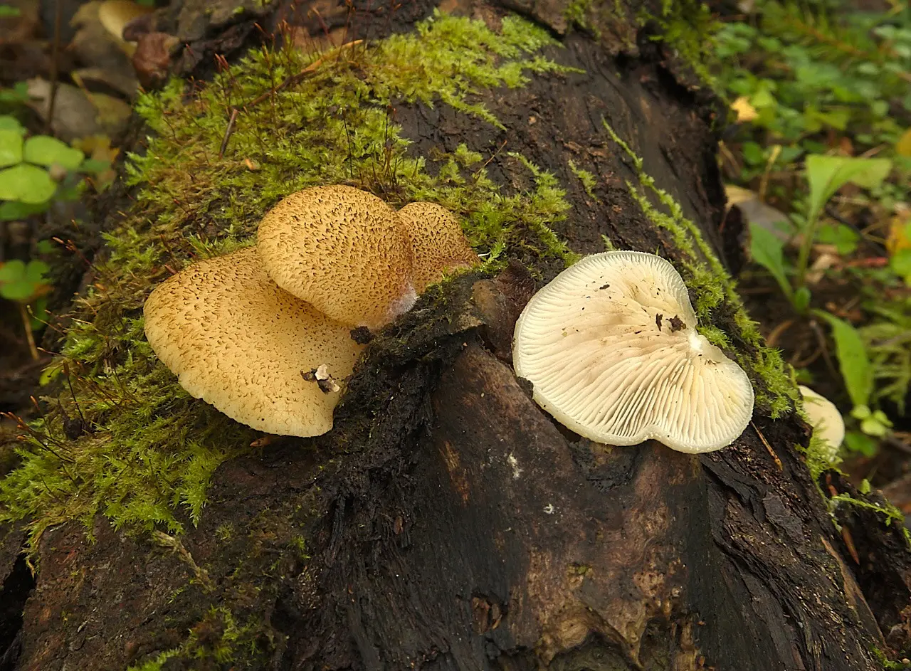 Beautifully scaled crepidot (Crepidotus calolepis) photo and description