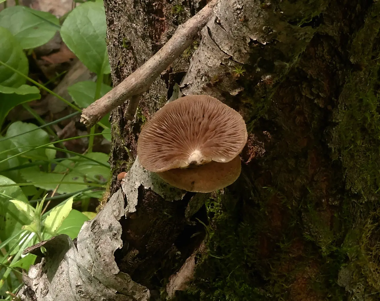 Beautifully scaled crepidot (Crepidotus calolepis) photo and description