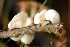 Beautifully scaled crepidot (Crepidotus calolepis) photo and description