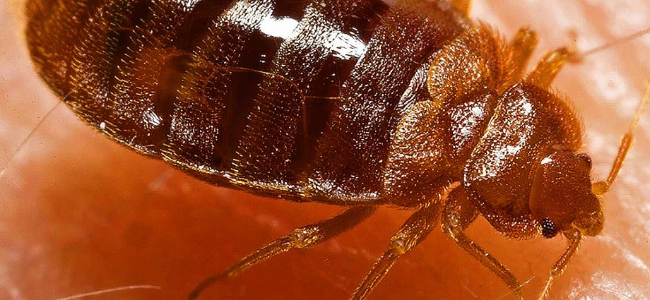 Bed bug bisa mawa baktéri bahaya