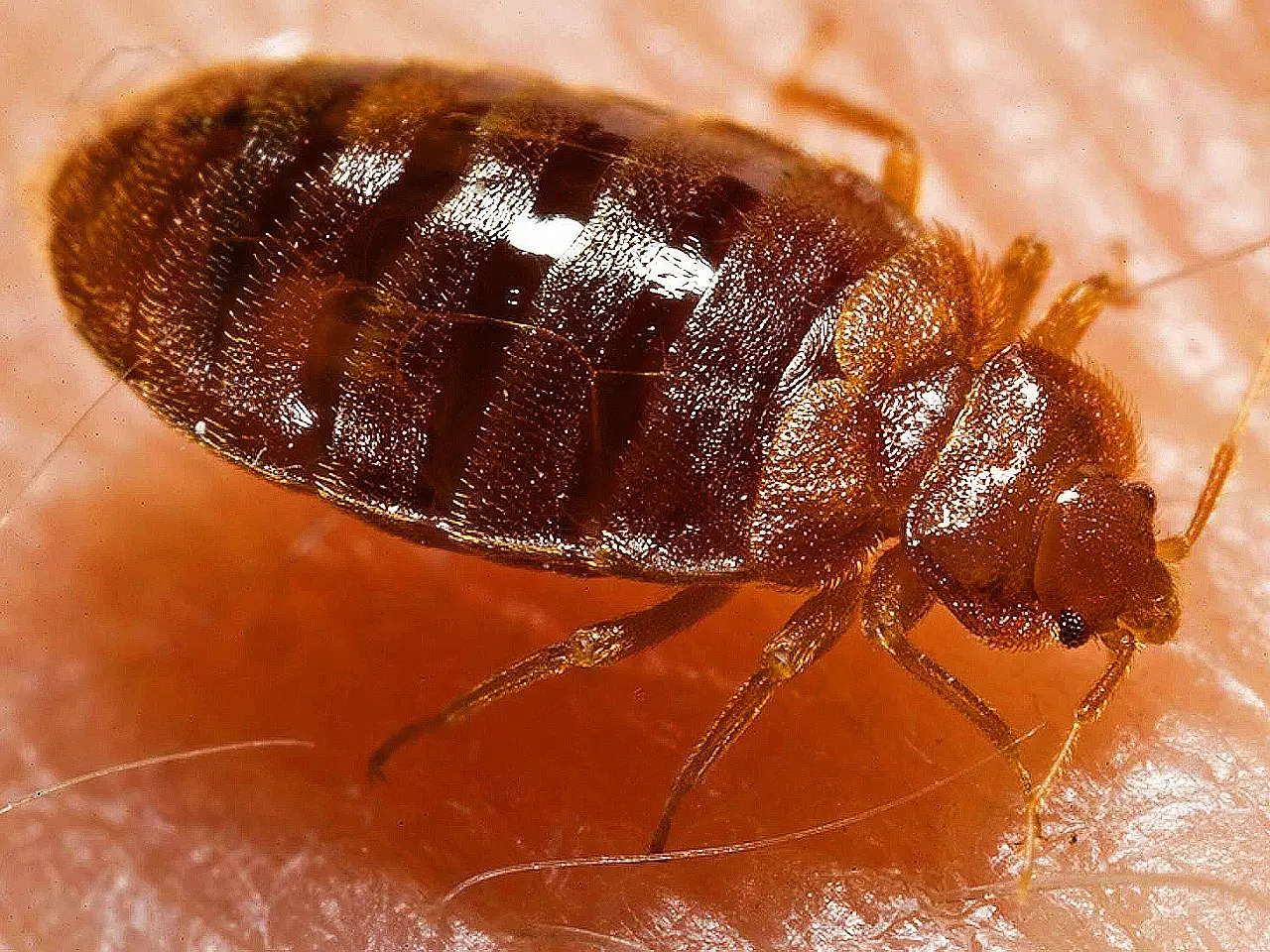 Bed bugs can carry dangerous bacteria