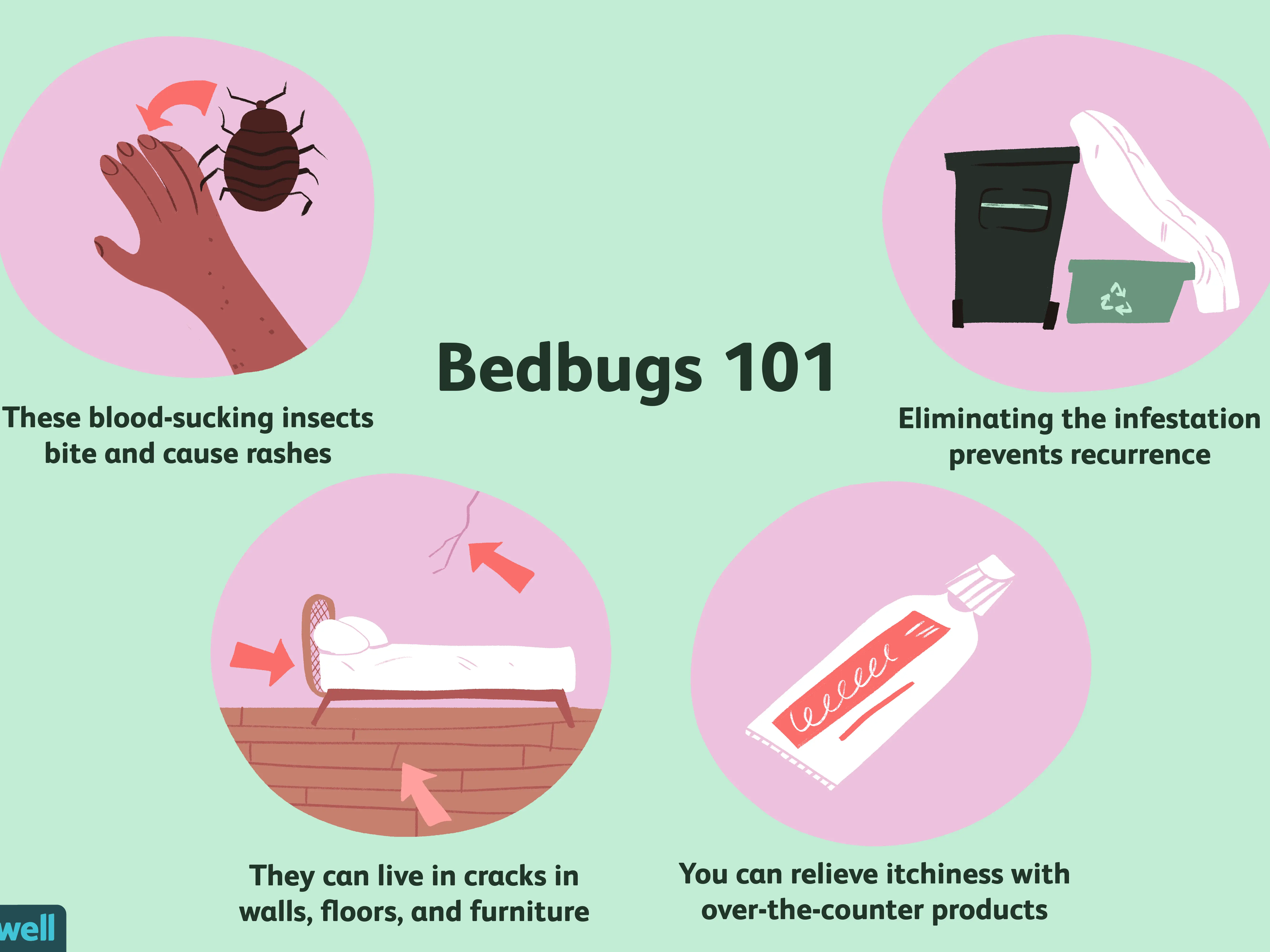 Bedbug &#8211; bite symptoms, treatment, prevention. How To Get Rid Of Bedbugs?