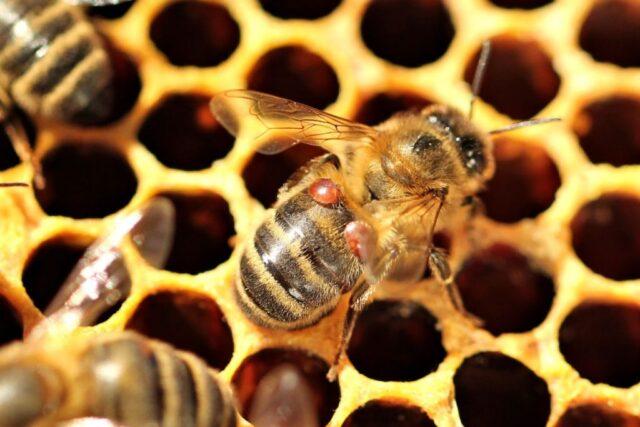 Bee diseases: main signs, common diseases and treatment