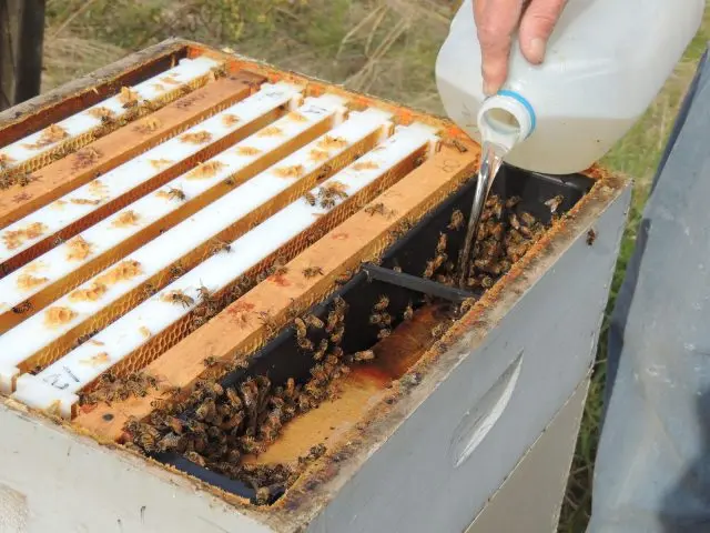 bee feeding