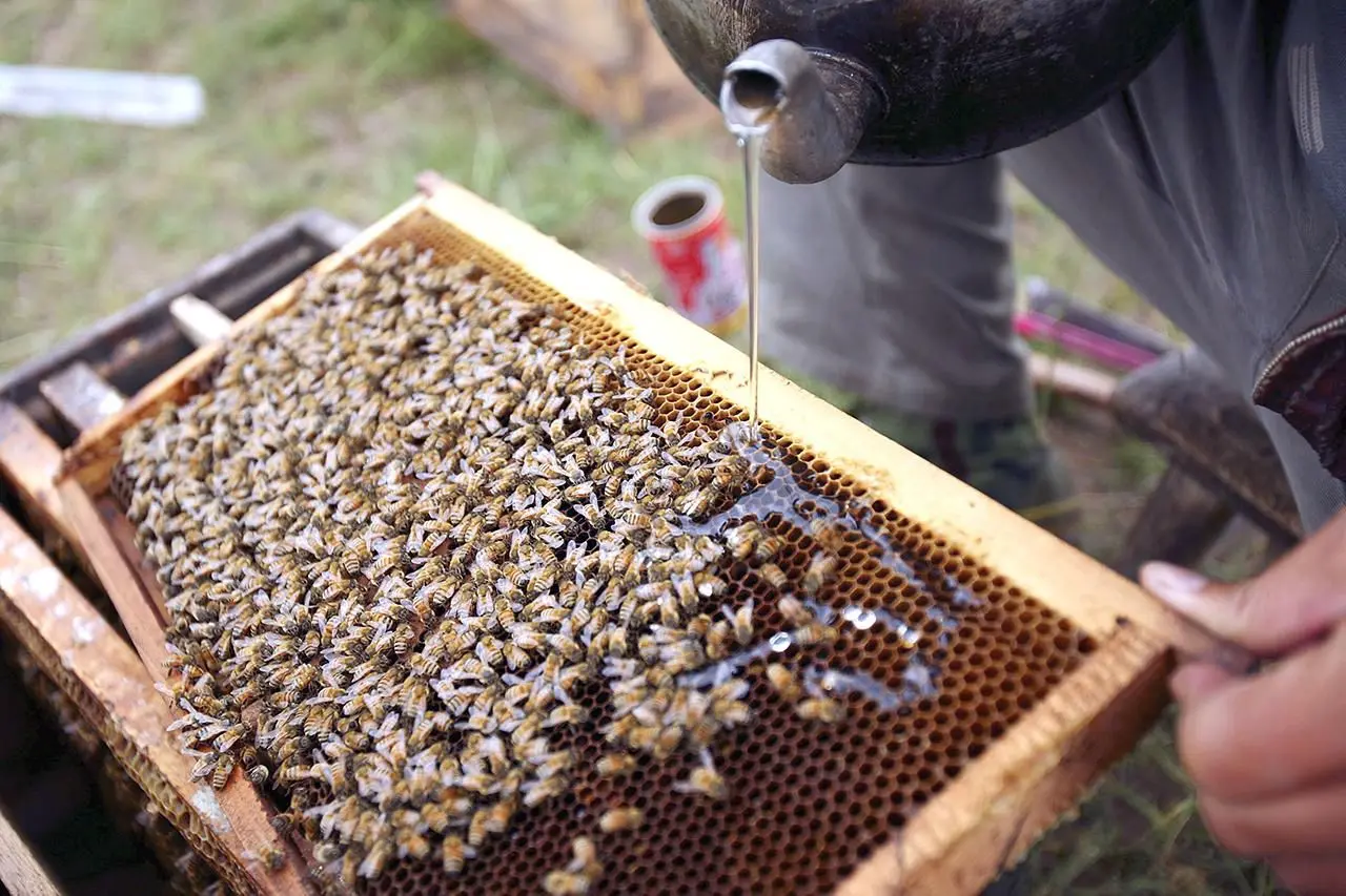 bee feeding