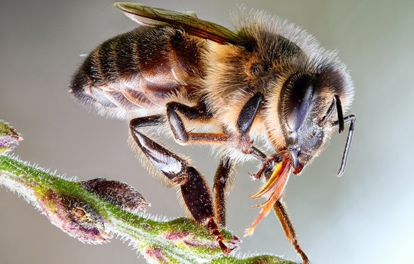 Bee: photo + interesting facts